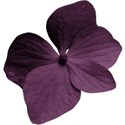 aw_loverocks_hydrangea single purple