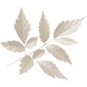 aw_loverocks_leaves white