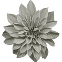 aw_bandit_dahlia gray