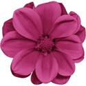 aw_bandit_dahlia magenta