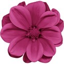 aw_bandit_dahlia magenta