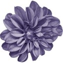 aw_bandit_dahlia purple