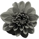 aw_bandit_dahlia_dk gray