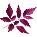 aw_bandit_leaves dk magenta