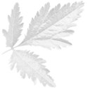 aw_bandit_leaves white