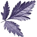 aw_bandit_leaves purple