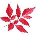 aw_bandit_leaves red