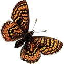 cwJOY-VintageLove-butterfly2