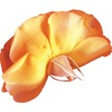 cwJOY-VintageLove-flower5