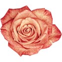 cwJOY-VintageLove-flower9