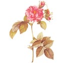 cwJOY-VintageLove-flower13