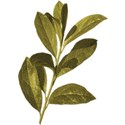 cwJOY-VintageLove-leaf2