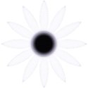 daisy11