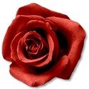 rosered