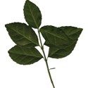 cwJOY-RusticCharm-foliage1
