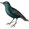 Bird No Outlines