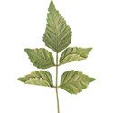 Leaves