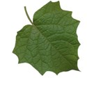 leaf1