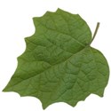 leaf2