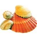 cwJOY-BytheSea-shell8