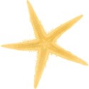 cwJOY-BytheSea-starfish4