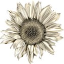 lisaminor_2014grad_Sunflower