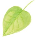 SCD_AppleofmyEye_leaf2