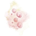 SCD_AppleofmyEye_watercolorwash2