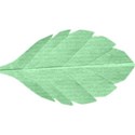 Leaf 02