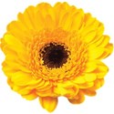 cwJOY_IntheGarden_flower2