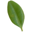 SCD_LAA_leaves3