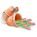 al_SG pot_tulips