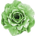 pdw_DDD_chey0kota_FarmStand_ele (23)