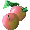 pdw_DDD_chey0kota_FarmStand_ele (120)