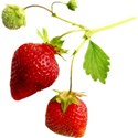 strawberries 3