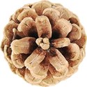 JAM-OutdoorAdventure-pinecone1