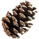 JAM-OutdoorAdventure-pinecone2