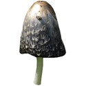 JAM-OutdoorAdventure-mushroom1