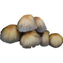 JAM-OutdoorAdventure-mushroom3