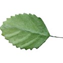 leaf 1