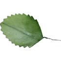 leaf2 