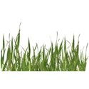 grass