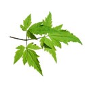 leaf branch 3