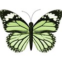 butterfly 1