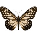butterfy 2