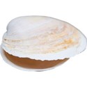 JAM-BeachFun2-shell2