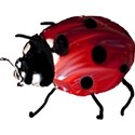 ladybug
