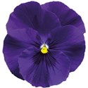 pansy 3