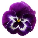 pansy 1