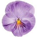 pansy 2